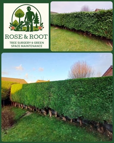 Well-trimmed hedge with a clear sky in the background, surrounded by residential properties.