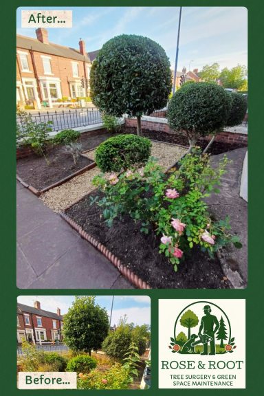 Neatly landscaped garden with rounded shrubs and blooming roses, before-and-after comparison.