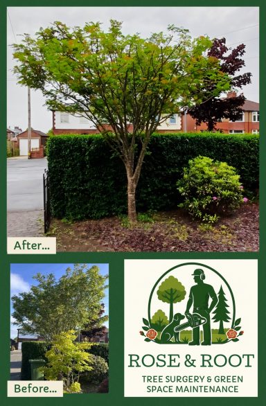 Tree with lush green foliage beside a neatly trimmed hedge and a logo for garden maintenance.