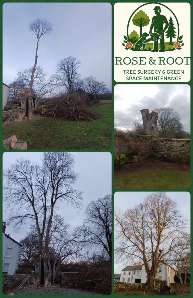 Four photographs of trees, showing a tall, bare tree and a stump in a garden setting.