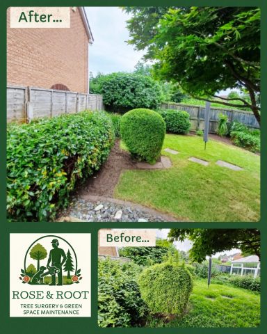 Well-maintained garden with neatly trimmed bushes and lawn, showcasing a before-and-after result.