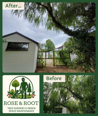 Before and after view of a garden with trees and a shed, featuring the logo of Rose & Root.