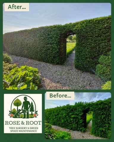 A well-trimmed hedge maze with a clear pathway and bright blue sky.